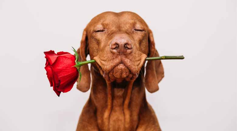 a dog holding a rose in mouth