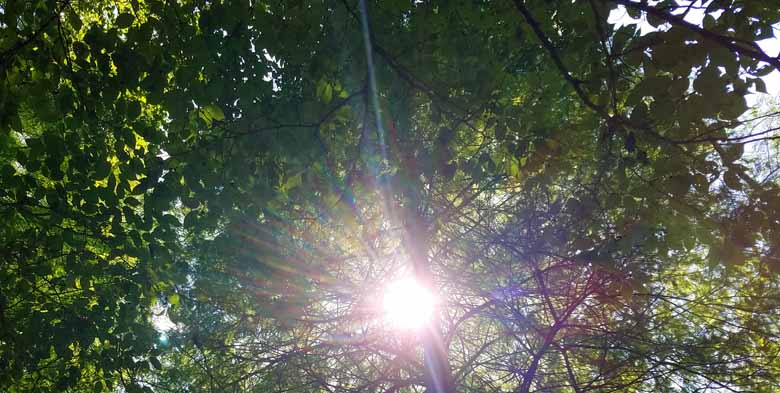 Tree blocking light 