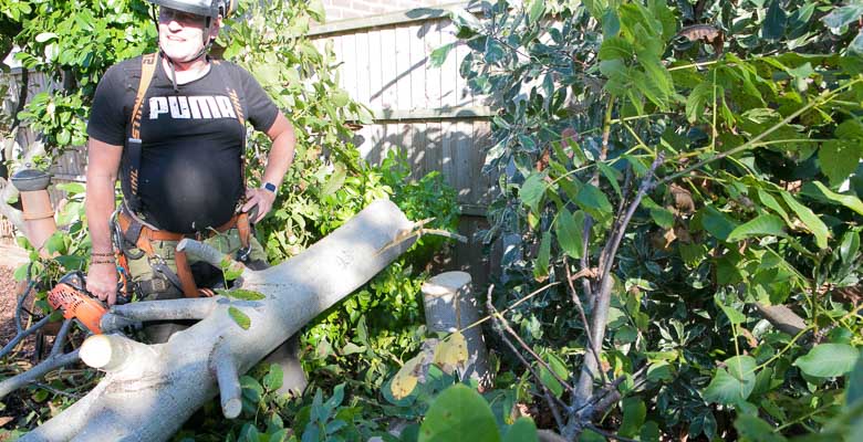 tree cut down